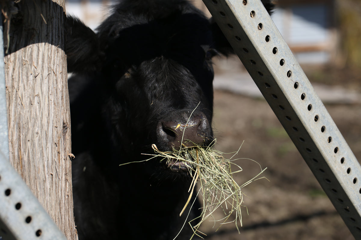 Baby Beef (deposit on reservation)