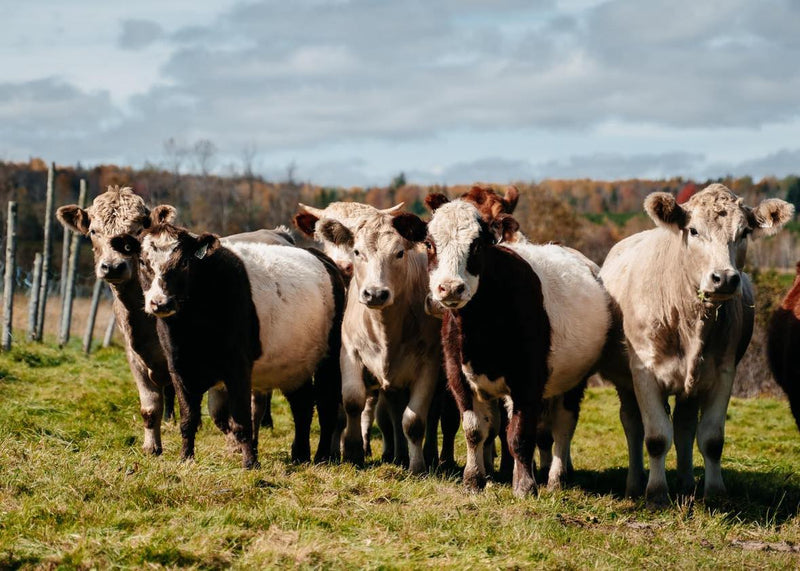 Baby Beef (acompte sur réservation)